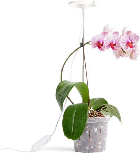 repotme coupon|repotme orchid.